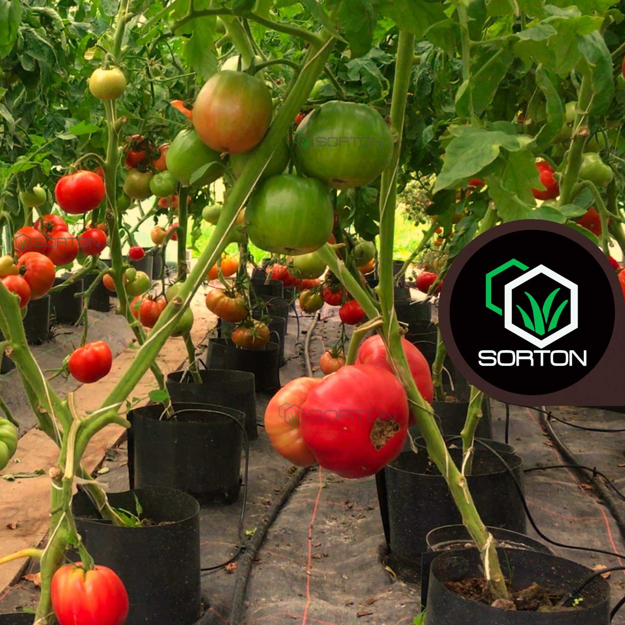 Doniczki / Cylindry spinane do uprawy pomidorów - obrazek 7