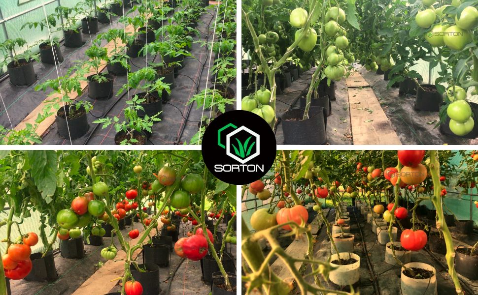 efekty uprawy pomidorów w doniczkach