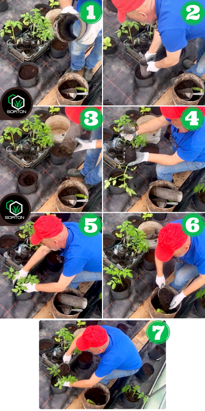 jak sadzić pomidory w doniczkach spinanych