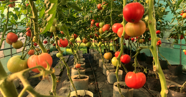 doniczki spinane sorton